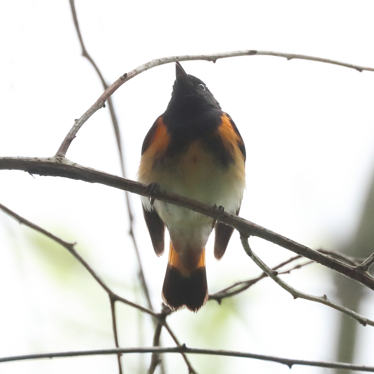 American Redstart - ML635199847