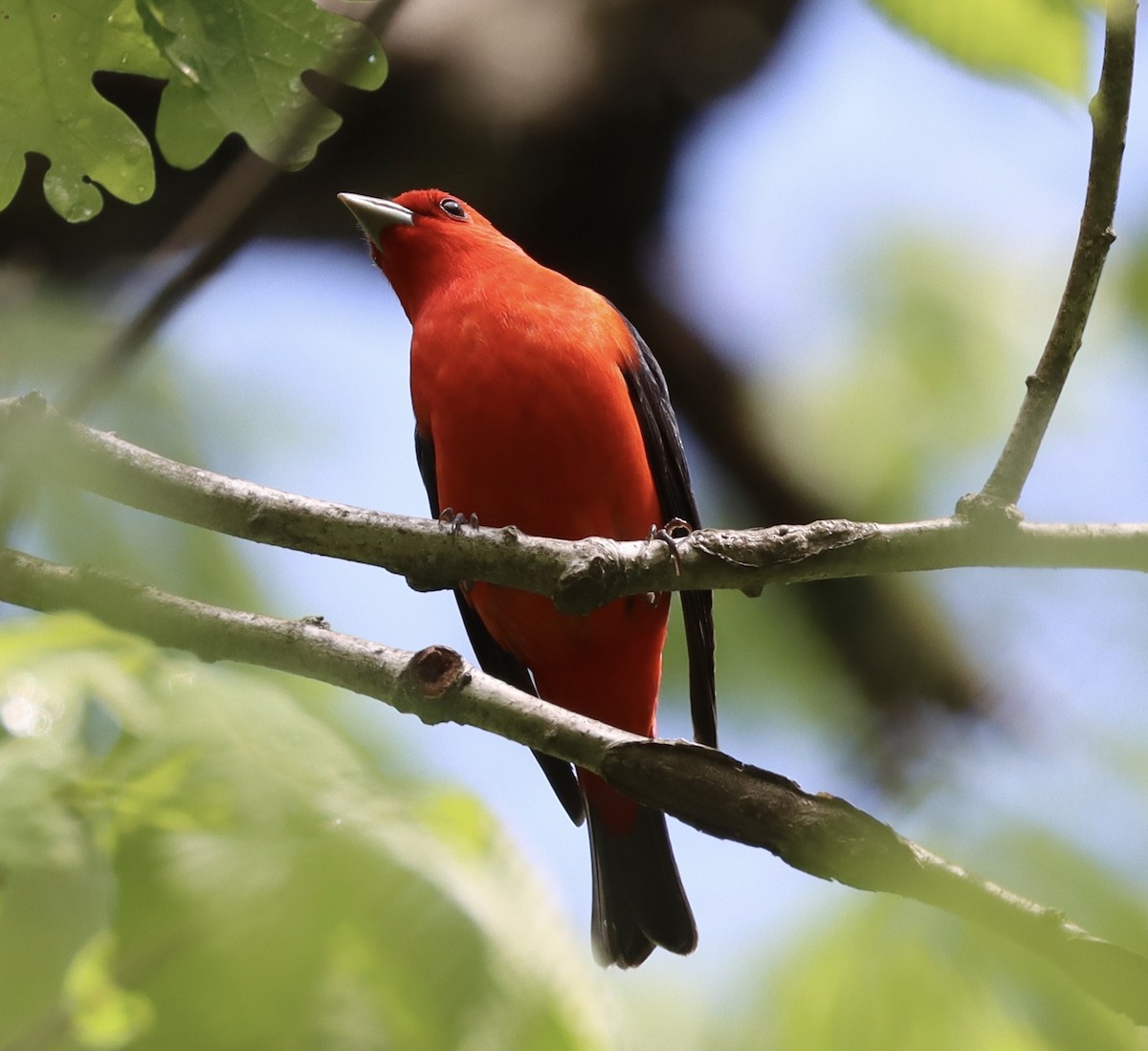 Scarlet Tanager - ML635199858