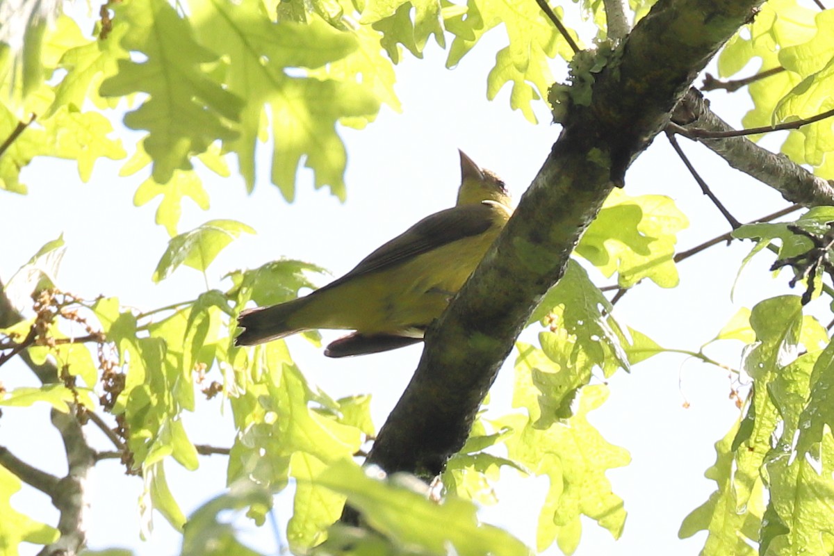 Scarlet Tanager - ML635199862