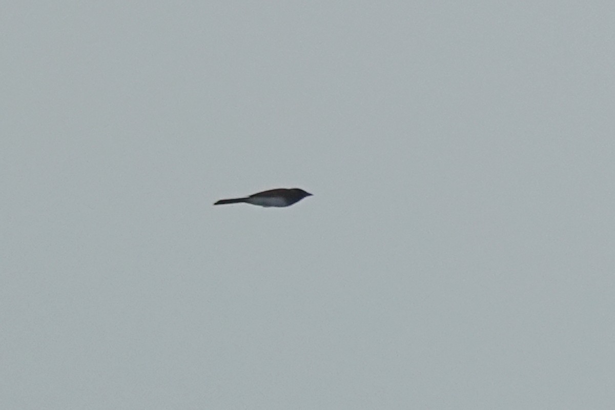 Black Paradise-Flycatcher - ML635199870