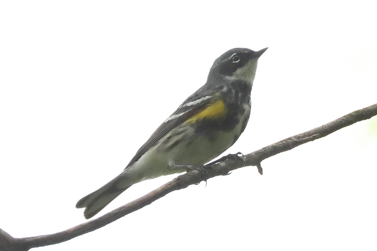 Yellow-rumped Warbler - ML635199882