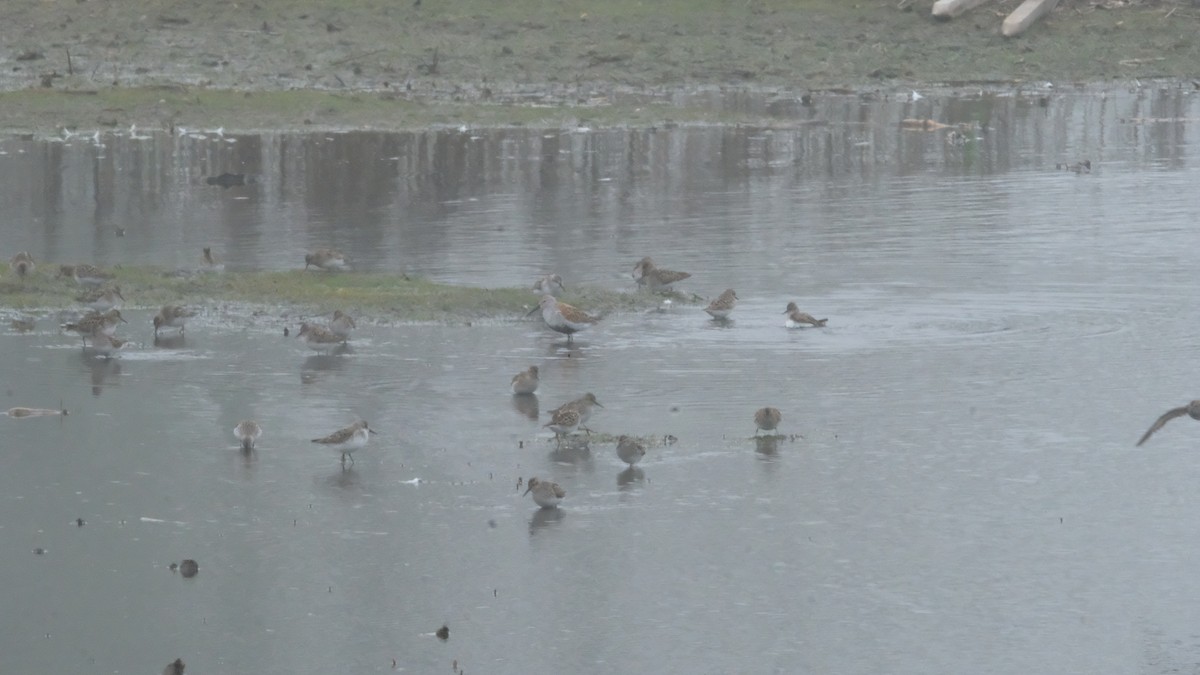 Dunlin - ML635199883