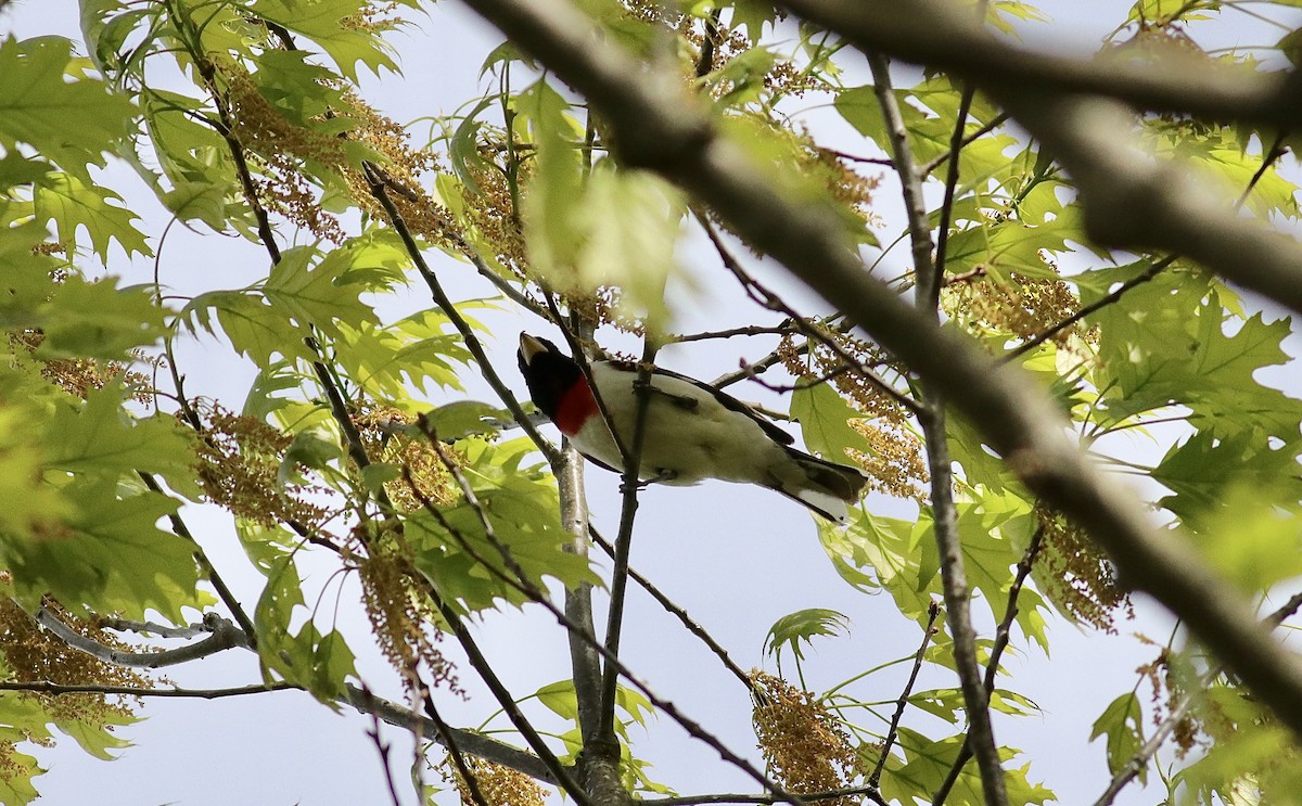 Rose-breasted Grosbeak - ML635199923