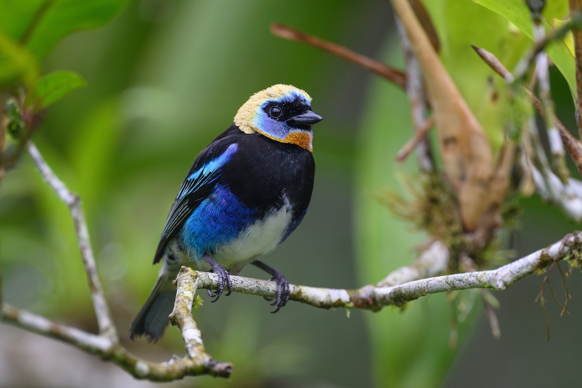 Golden-hooded Tanager - ML635199979