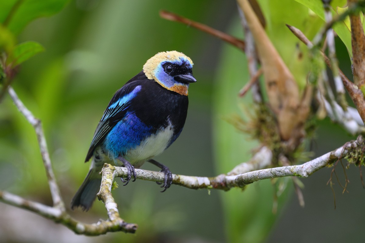 Golden-hooded Tanager - ML635199981