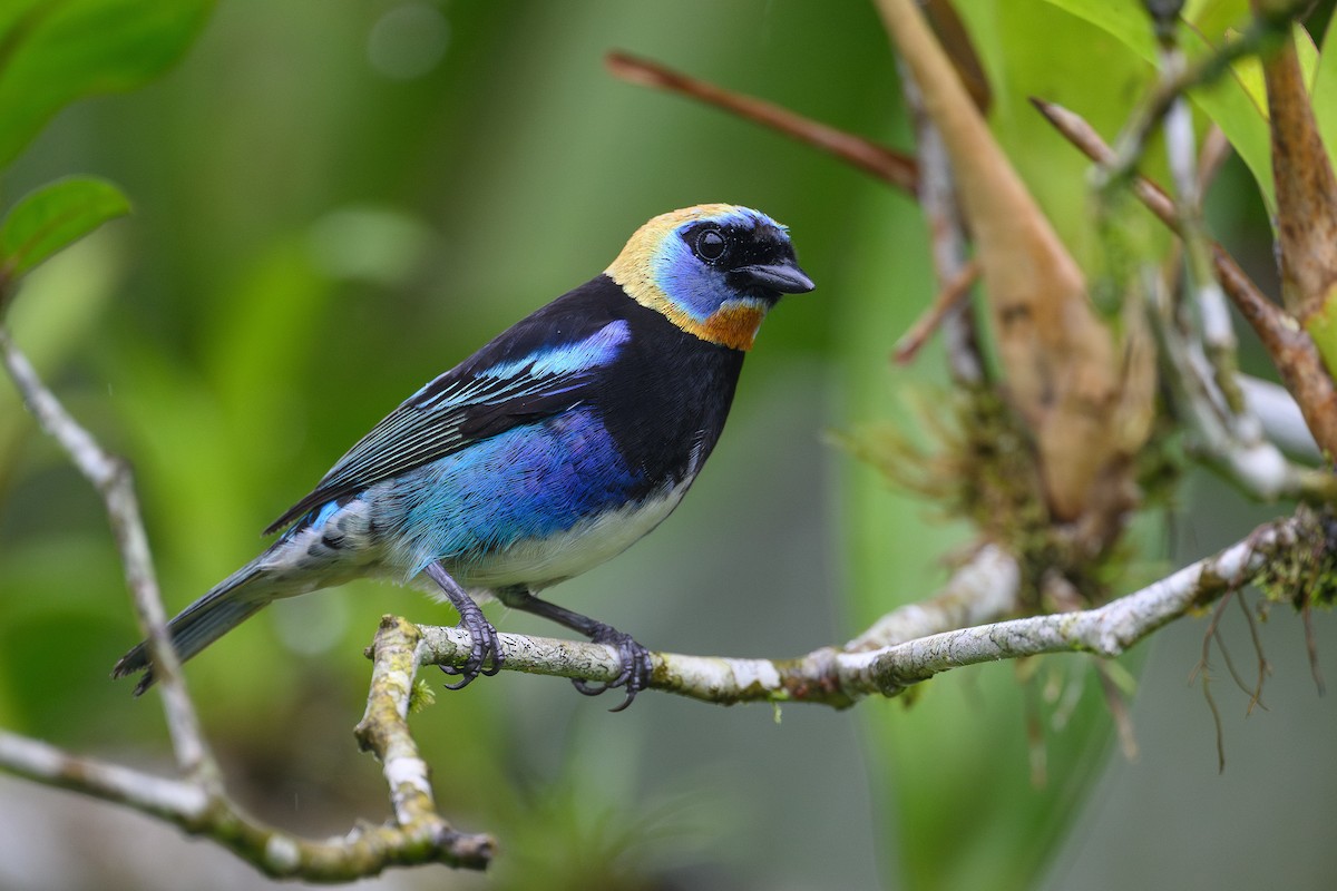 Golden-hooded Tanager - ML635199985