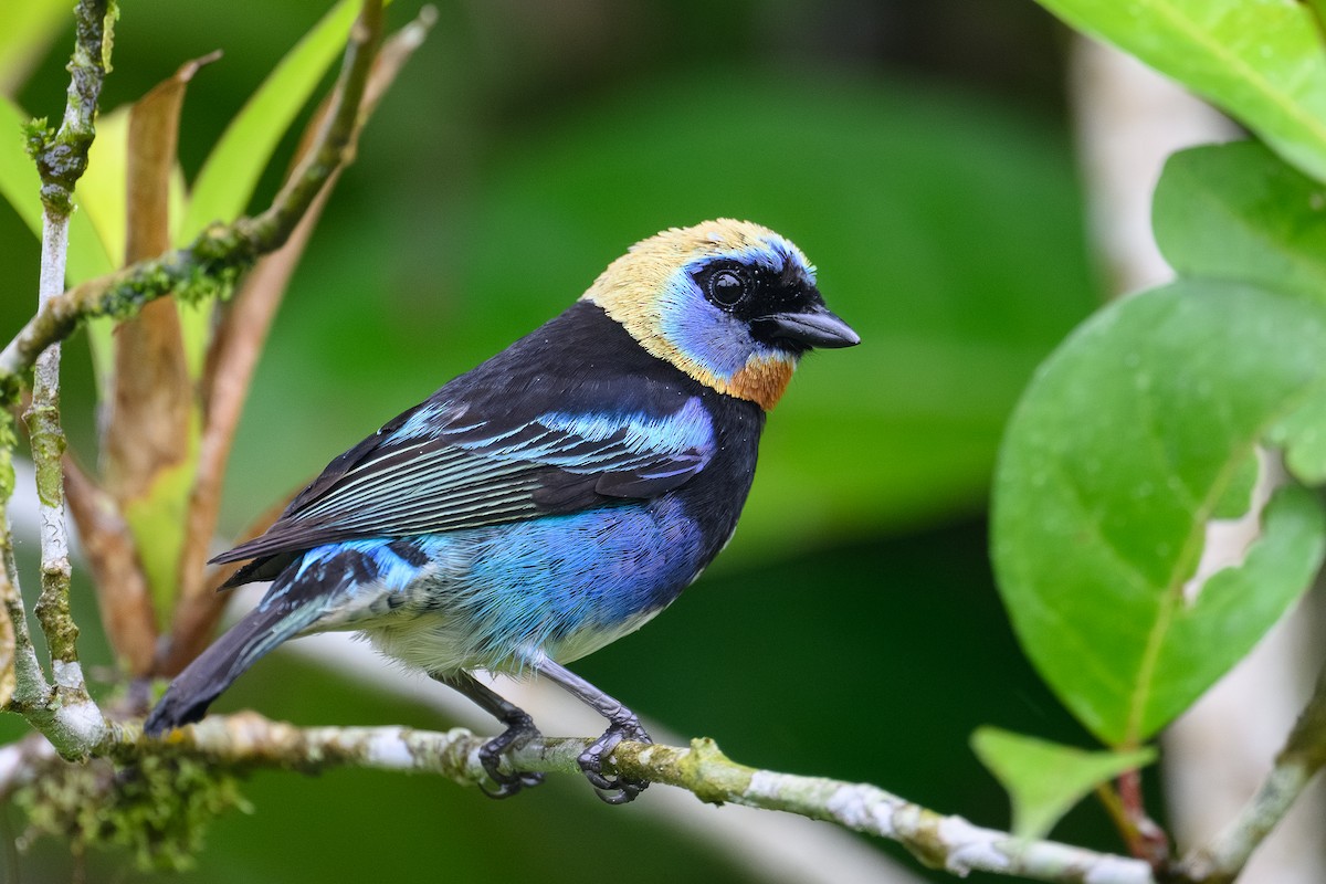 Golden-hooded Tanager - ML635199987