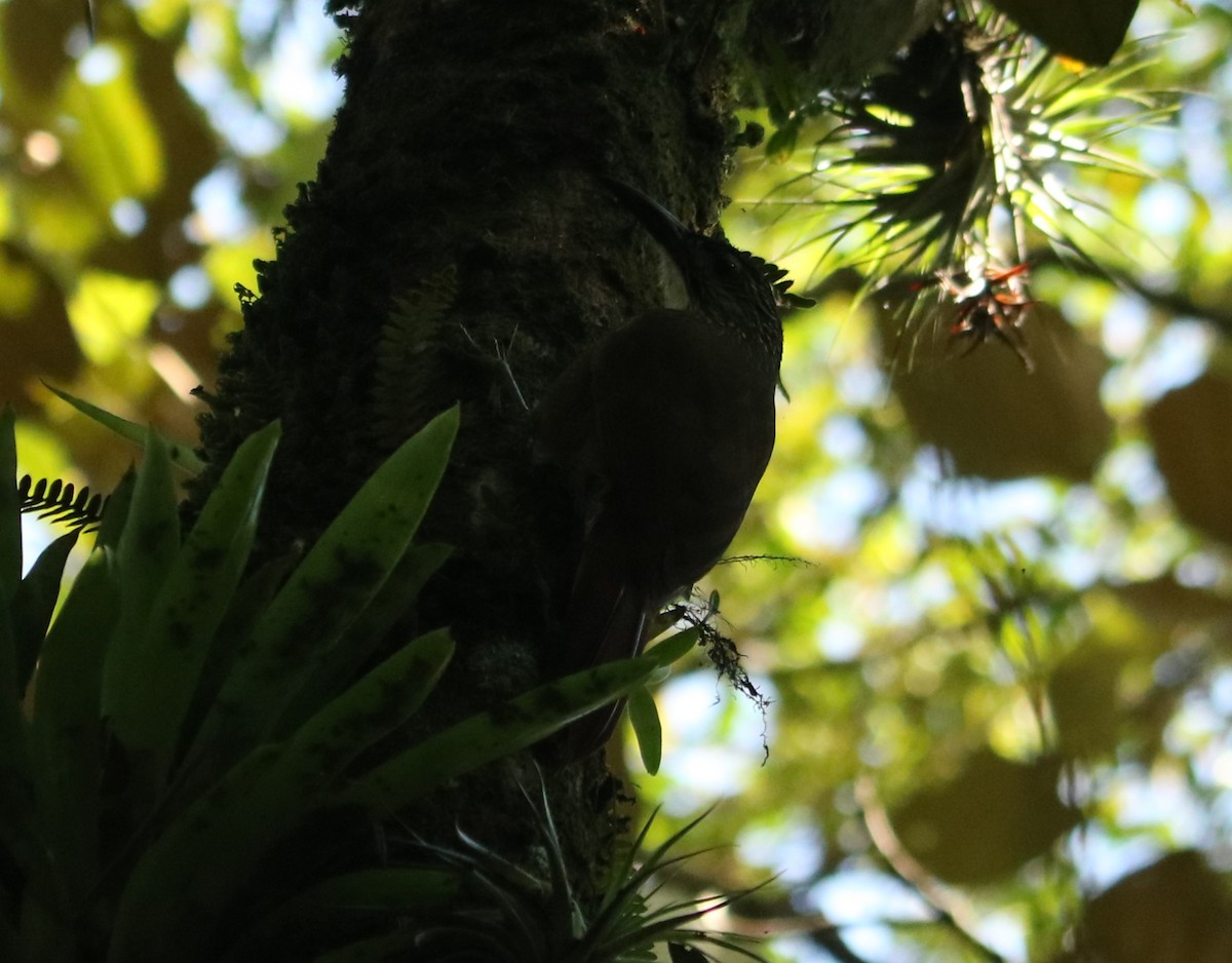 White-throated Woodcreeper - ML635200112