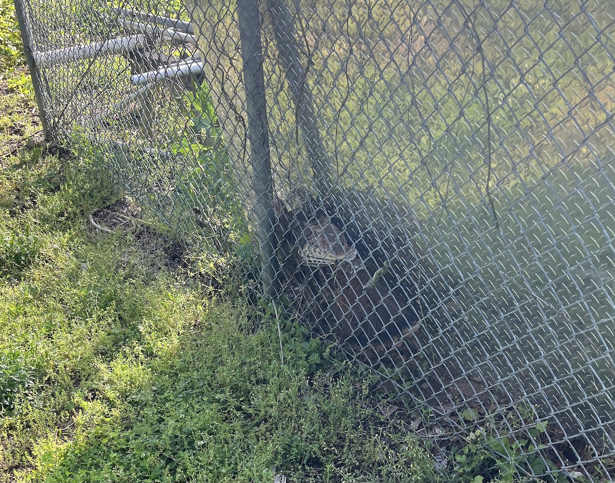 Yabani Hindi - ML635200132