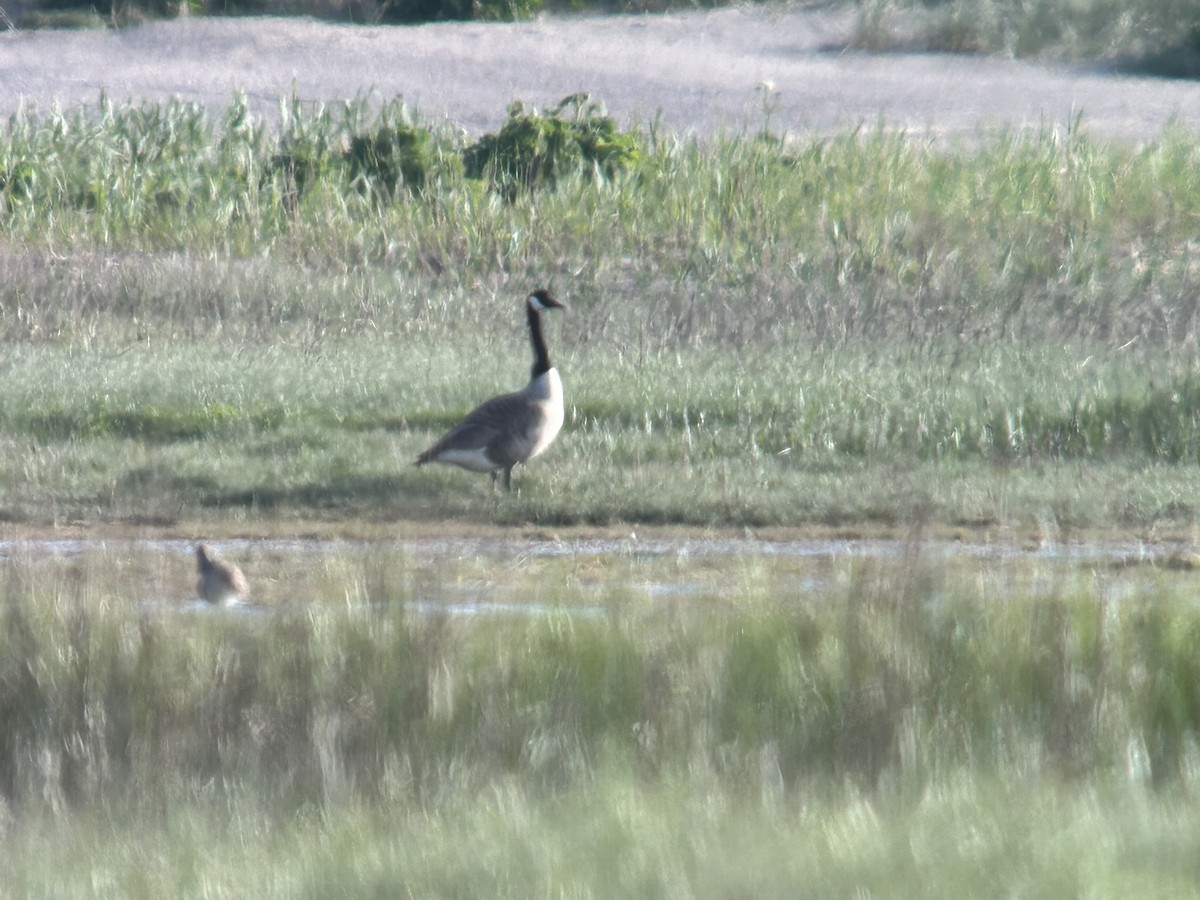 Canada Goose (canadensis Group) - ML635200173