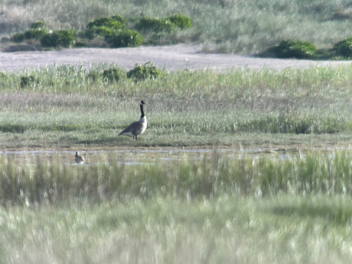 Canada Goose (canadensis Group) - ML635200174