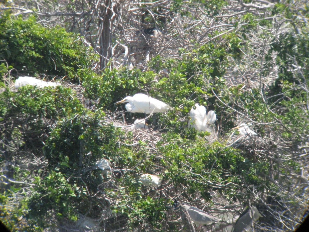 Great Egret - ML635200211