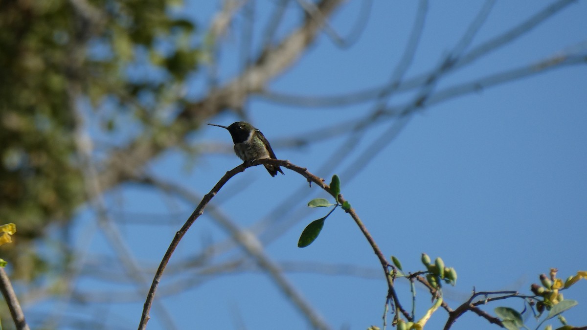 Black-chinned Hummingbird - ML635200307