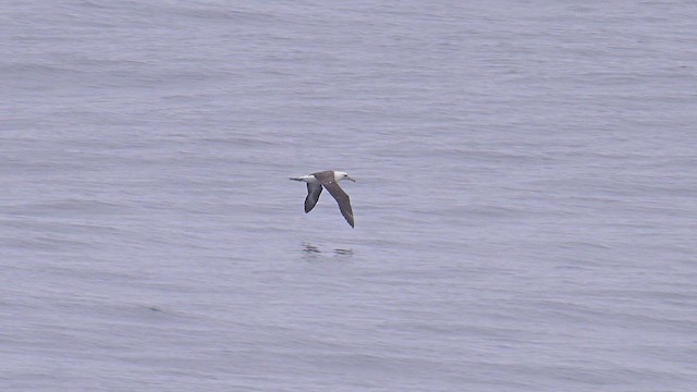 Albatros de Laysan - ML635200318