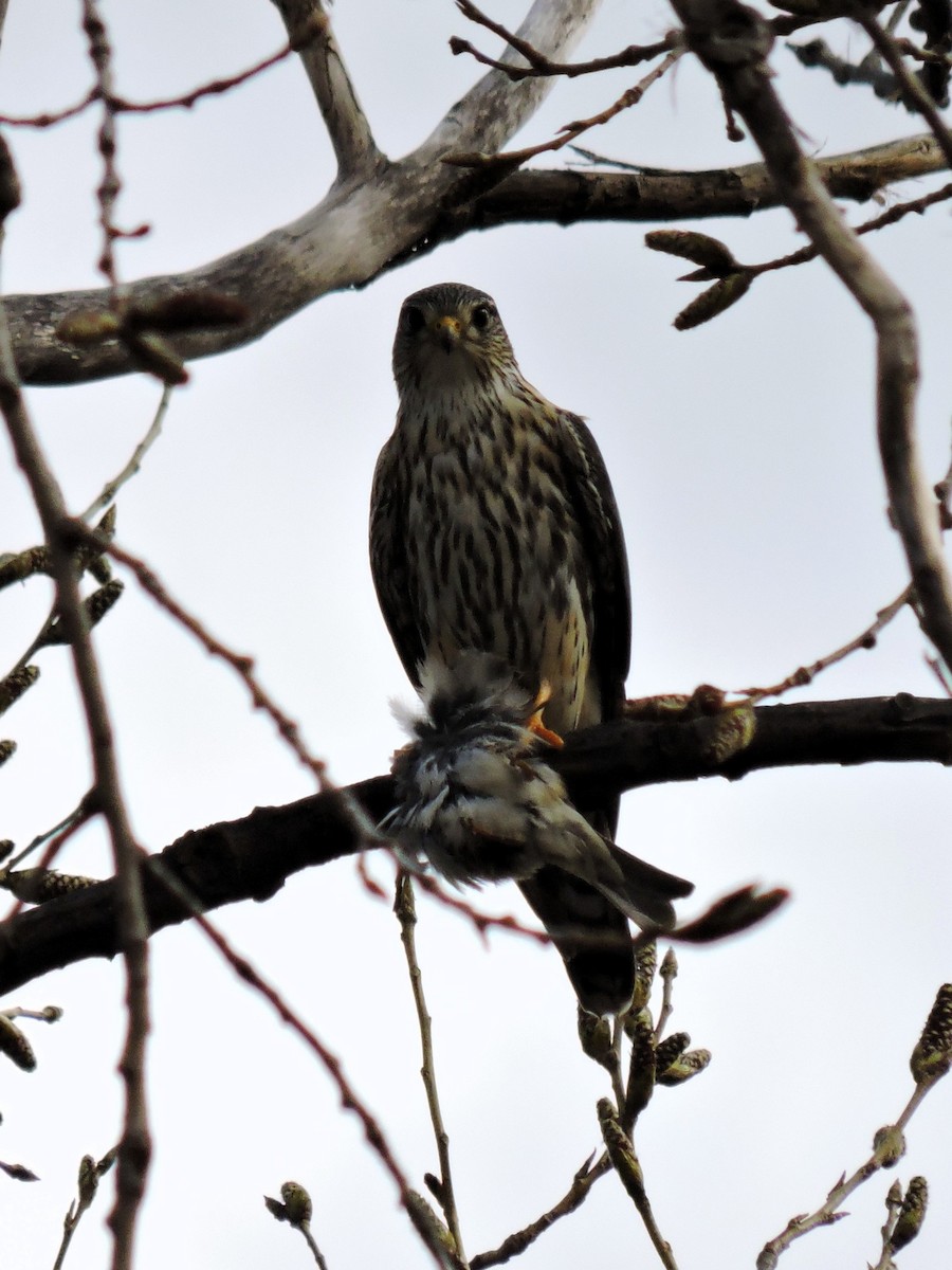 Merlin - ML635200355