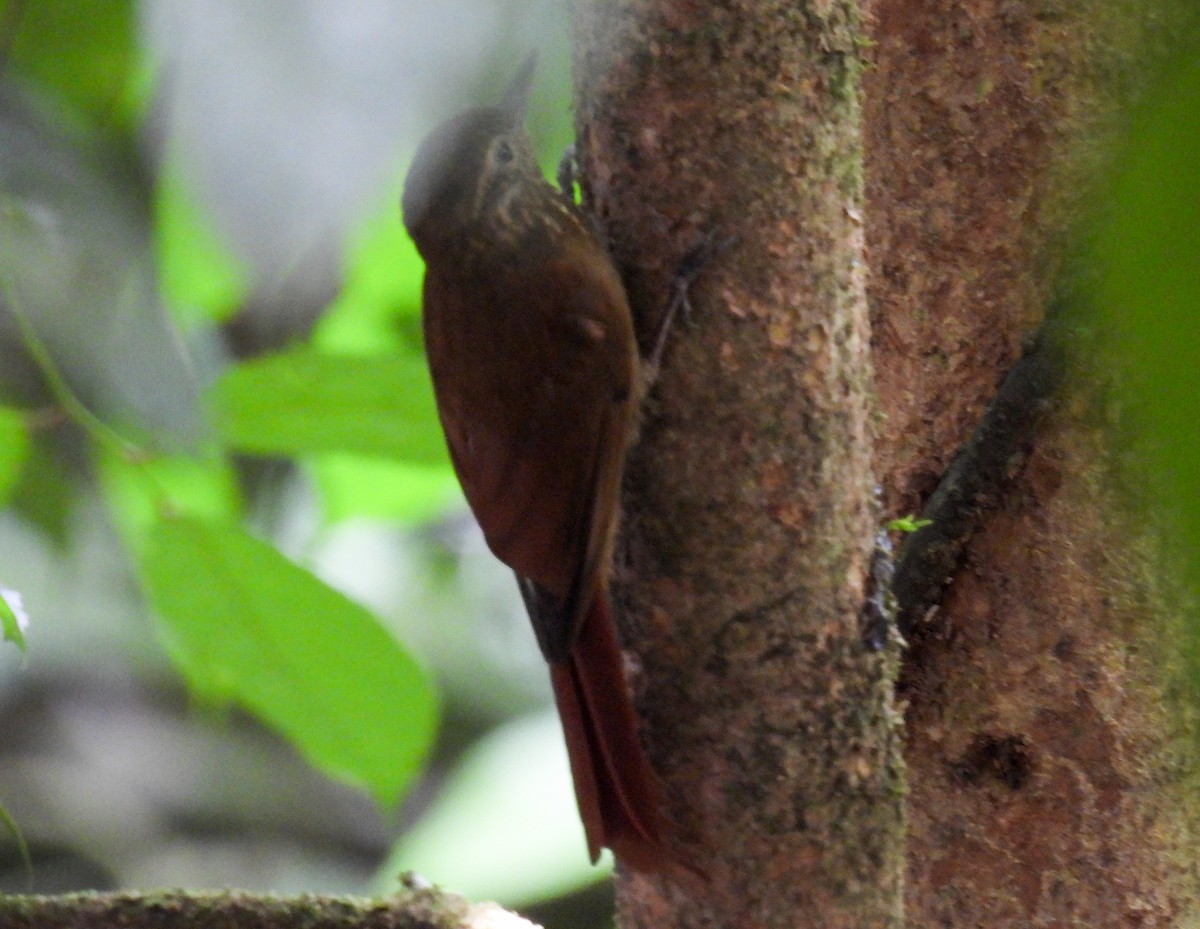 Tawny-winged Woodcreeper - ML635200364