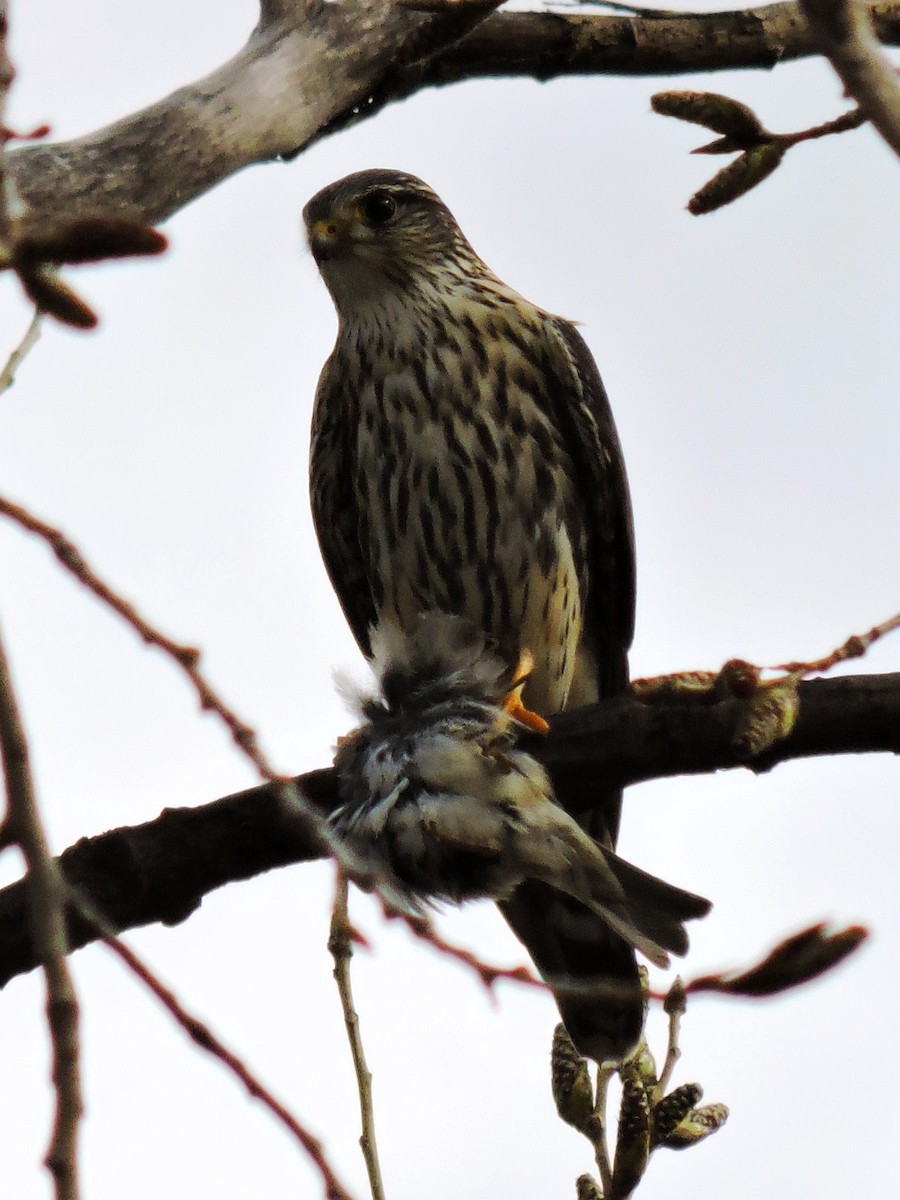 Merlin - ML635200365