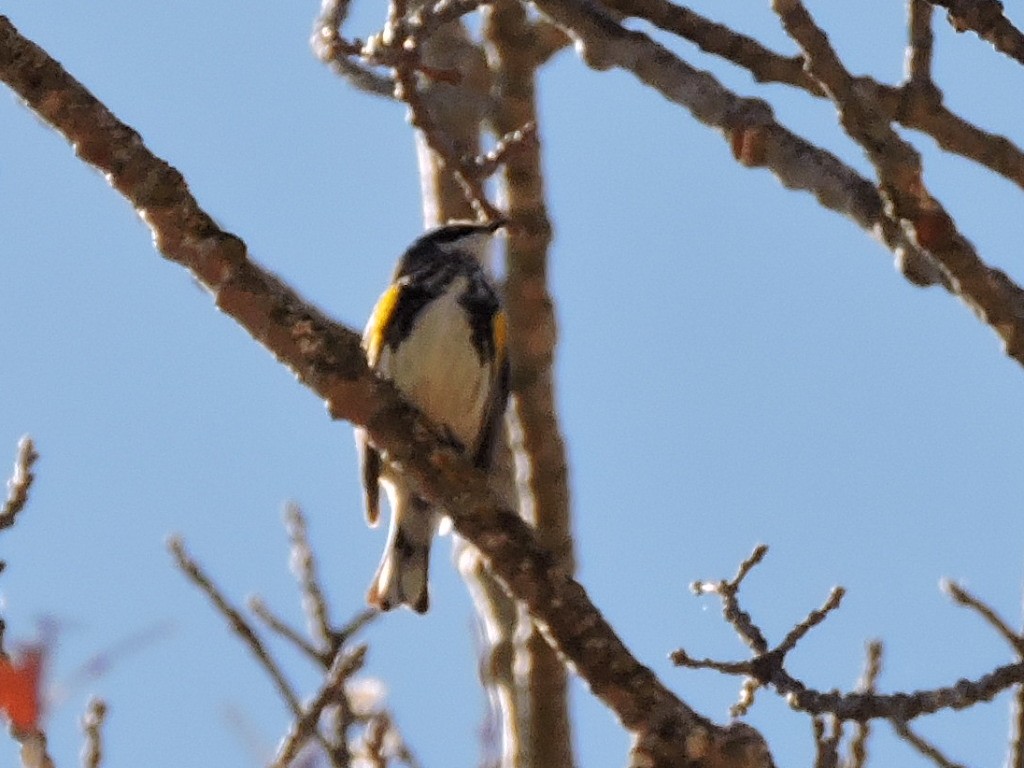 Yellow-rumped Warbler - ML635200384