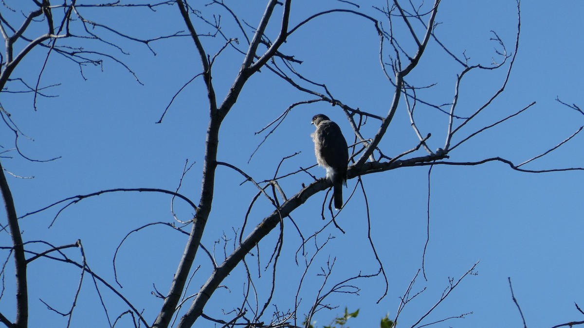 Cooper's Hawk - ML635200389