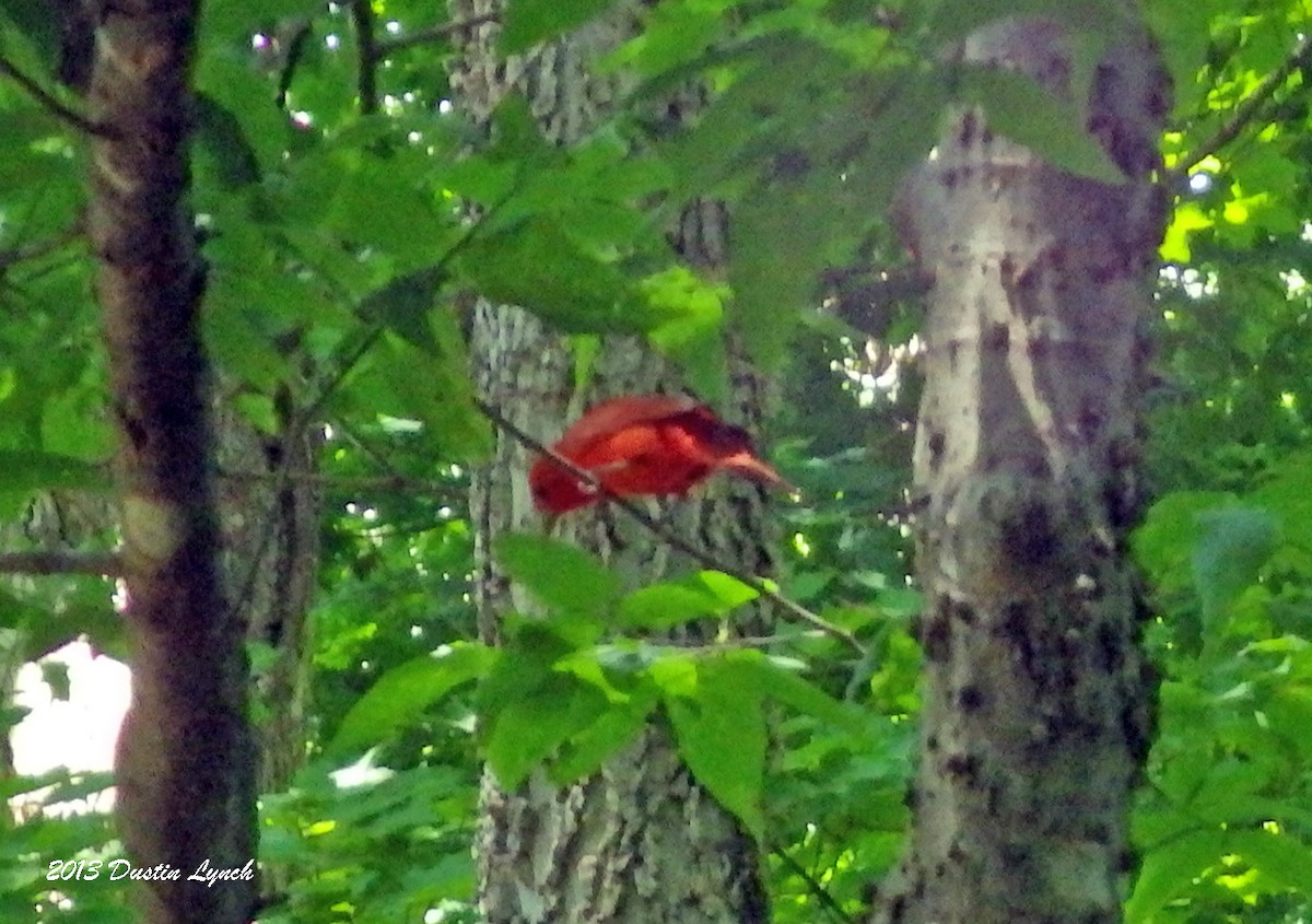 Summer Tanager - ML635200398