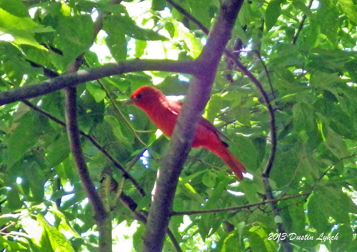 Summer Tanager - ML635200399
