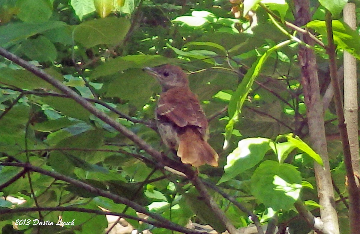 Brown Thrasher - ML635200425