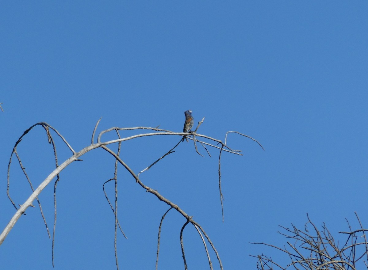 Blue Grosbeak - ML635200433