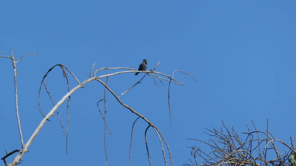 Blue Grosbeak - ML635200434