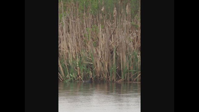 Gallinule d'Amérique - ML635200439