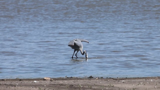Great Blue Heron - ML635200471