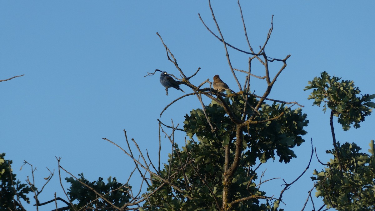 Blue Grosbeak - ML635200569