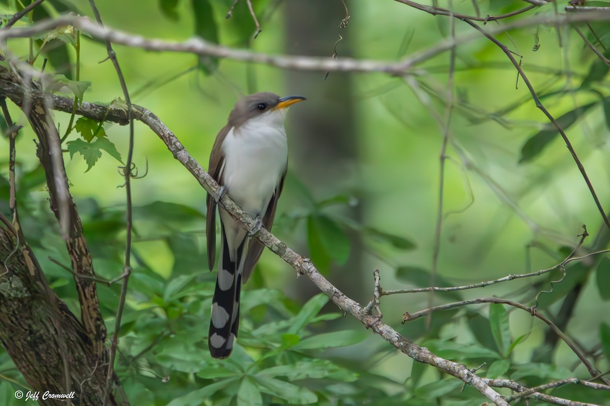 Yellow-billed Cuckoo - ML635200615