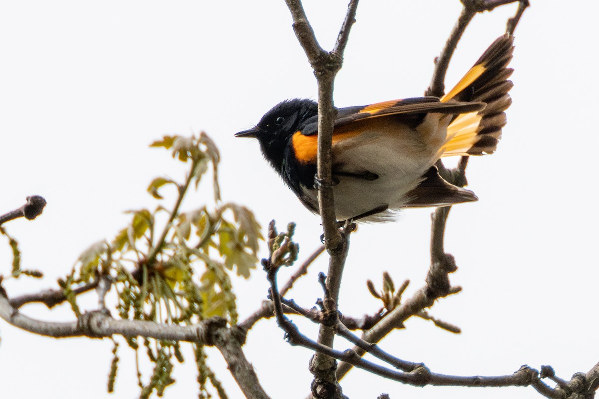 American Redstart - ML635200621