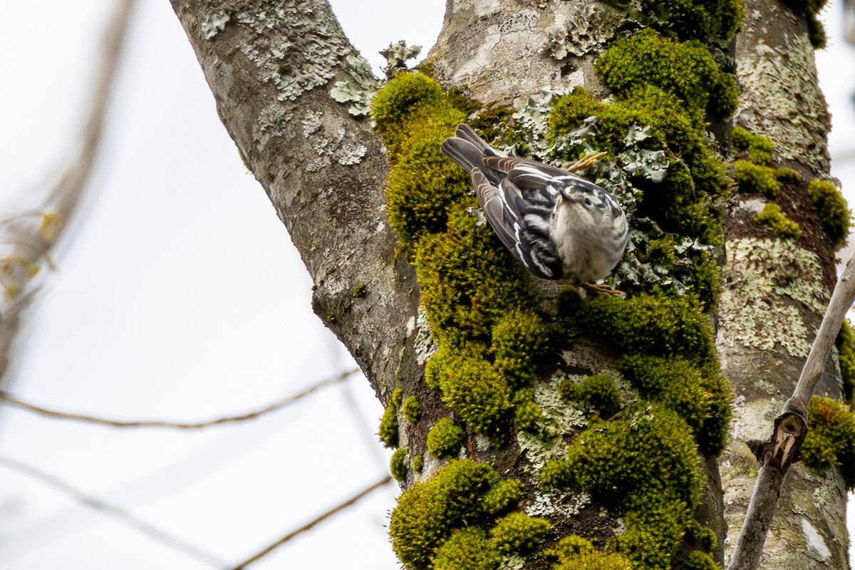 Black-and-white Warbler - ML635200641