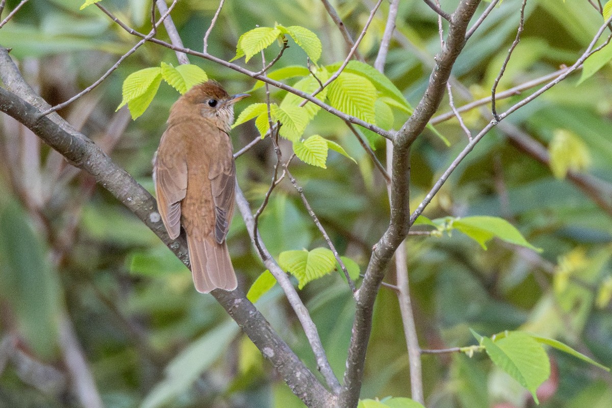 Veery - ML635200668