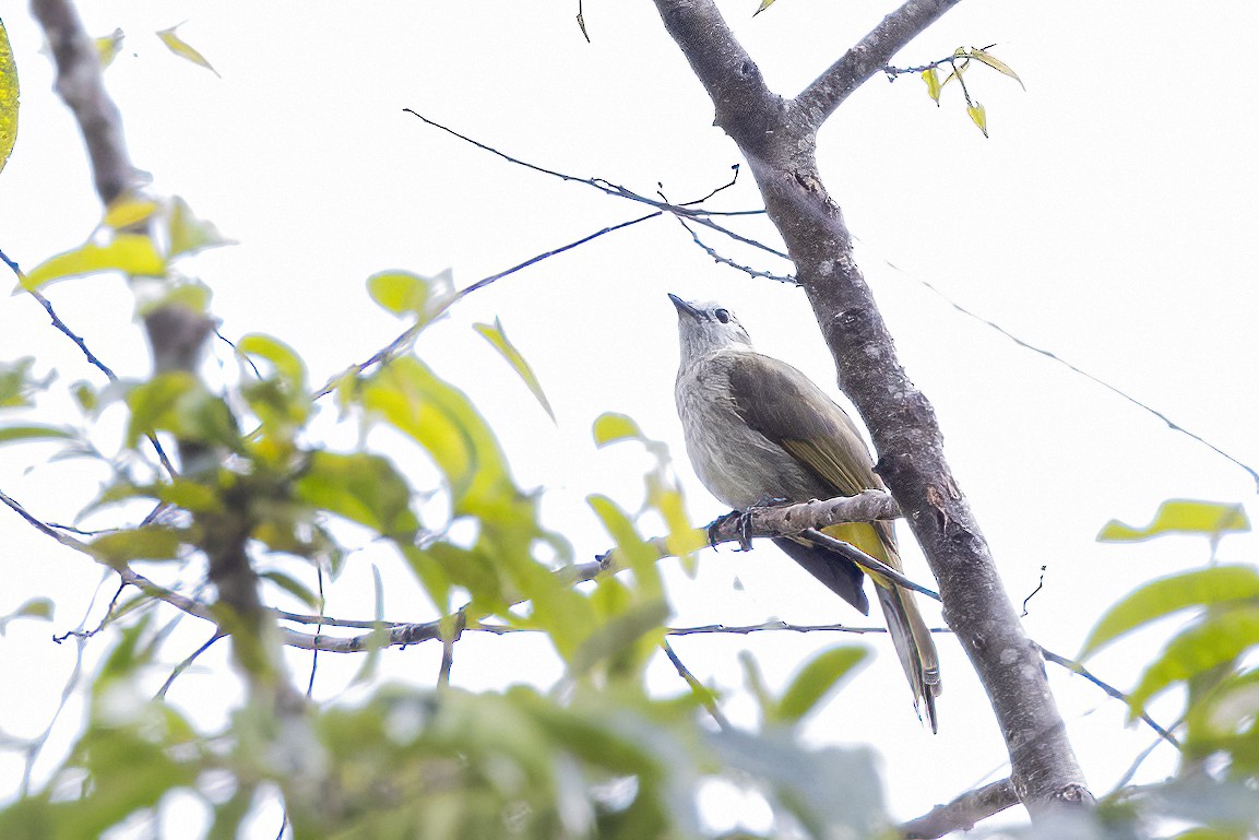Pale-faced Bulbul - ML635200677