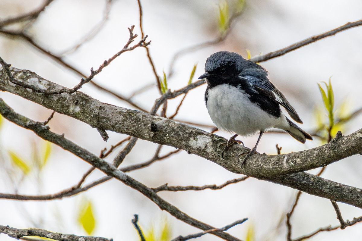 Black-throated Blue Warbler - ML635200691