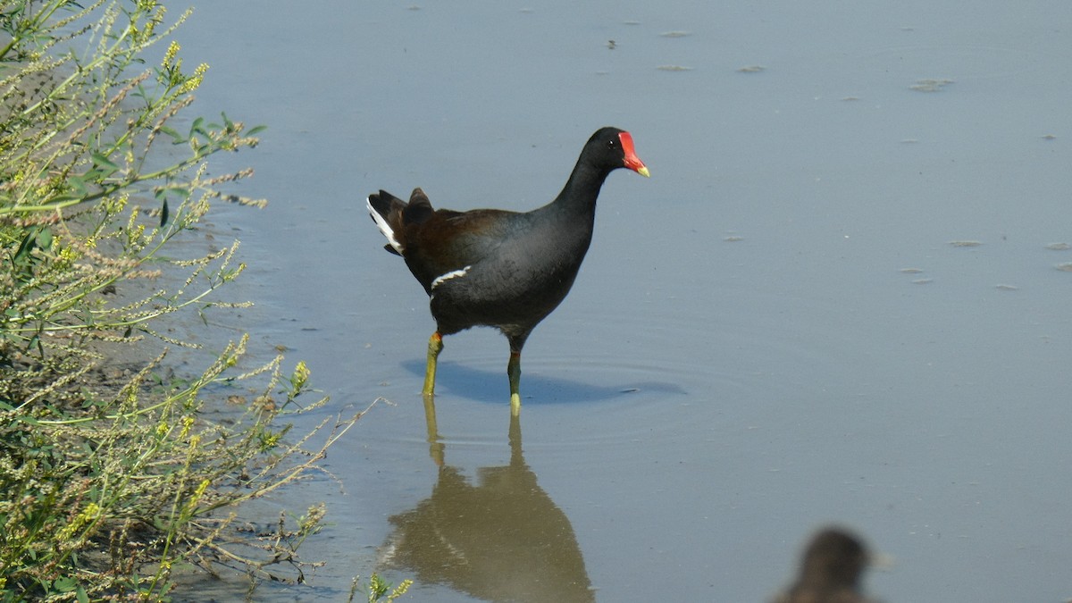 Common Gallinule - ML635200718