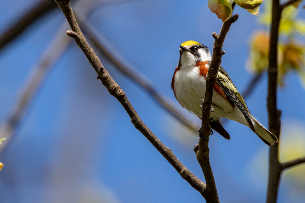 Chestnut-sided Warbler - ML635200731