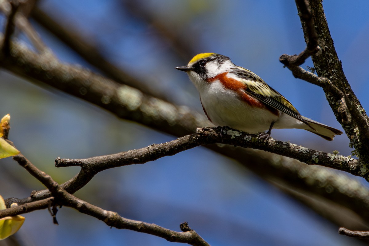Chestnut-sided Warbler - ML635200732