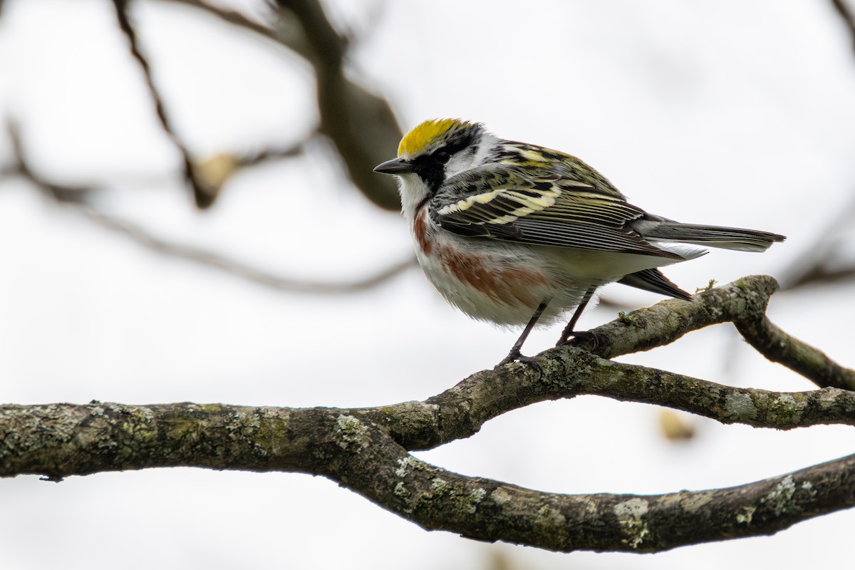 Chestnut-sided Warbler - ML635200733