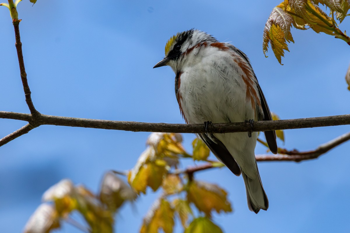 Chestnut-sided Warbler - ML635200734