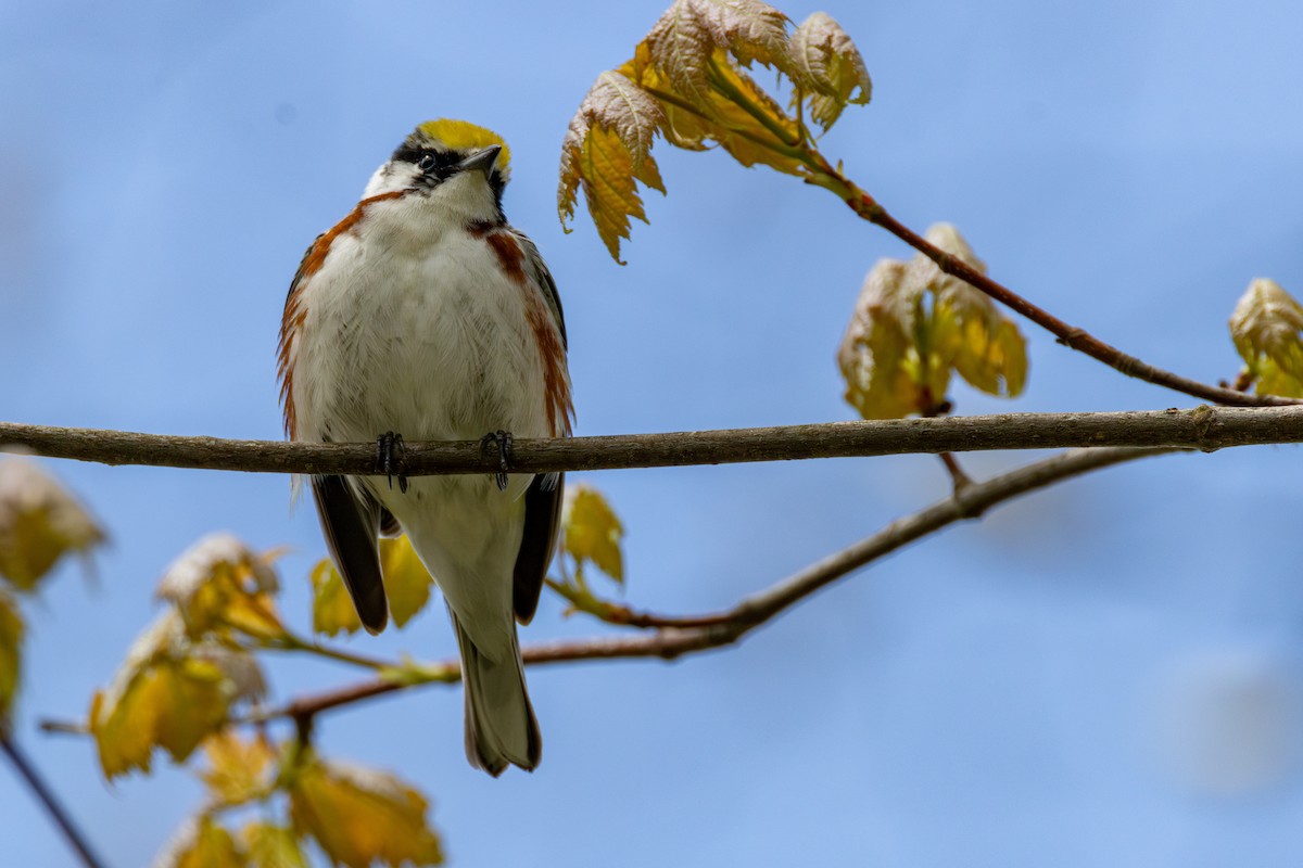 Chestnut-sided Warbler - ML635200735