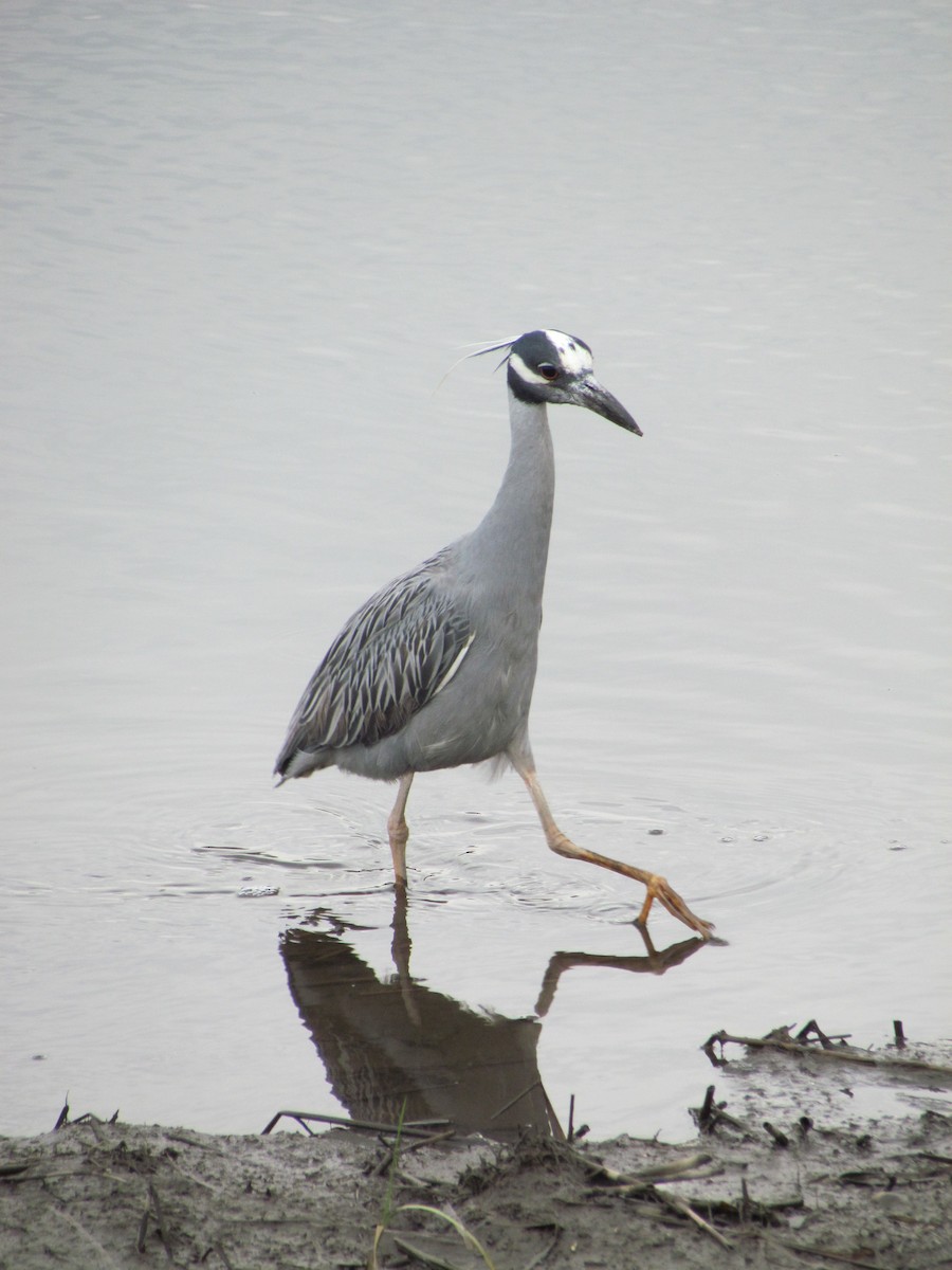 Yellow-crowned Night Heron - ML635200739