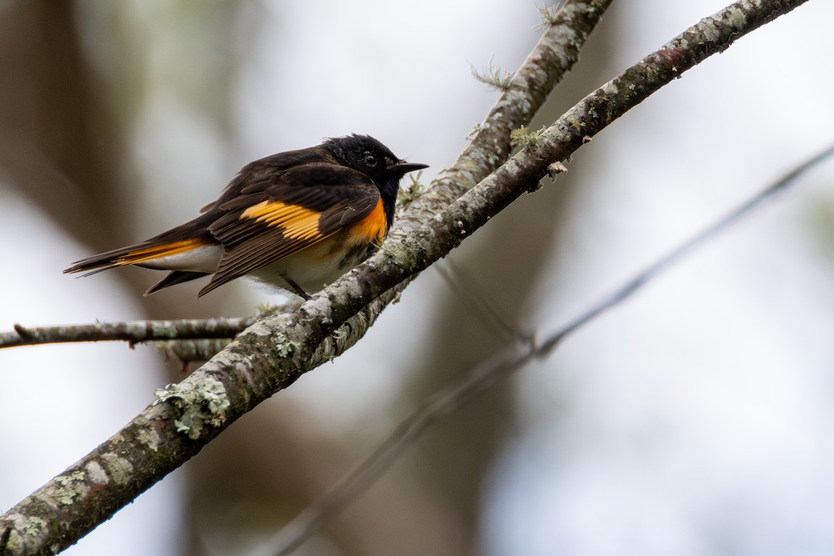 American Redstart - ML635200756
