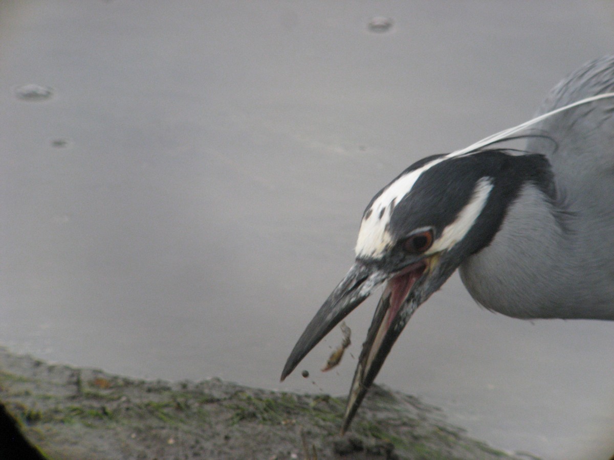 Yellow-crowned Night Heron - ML635200768