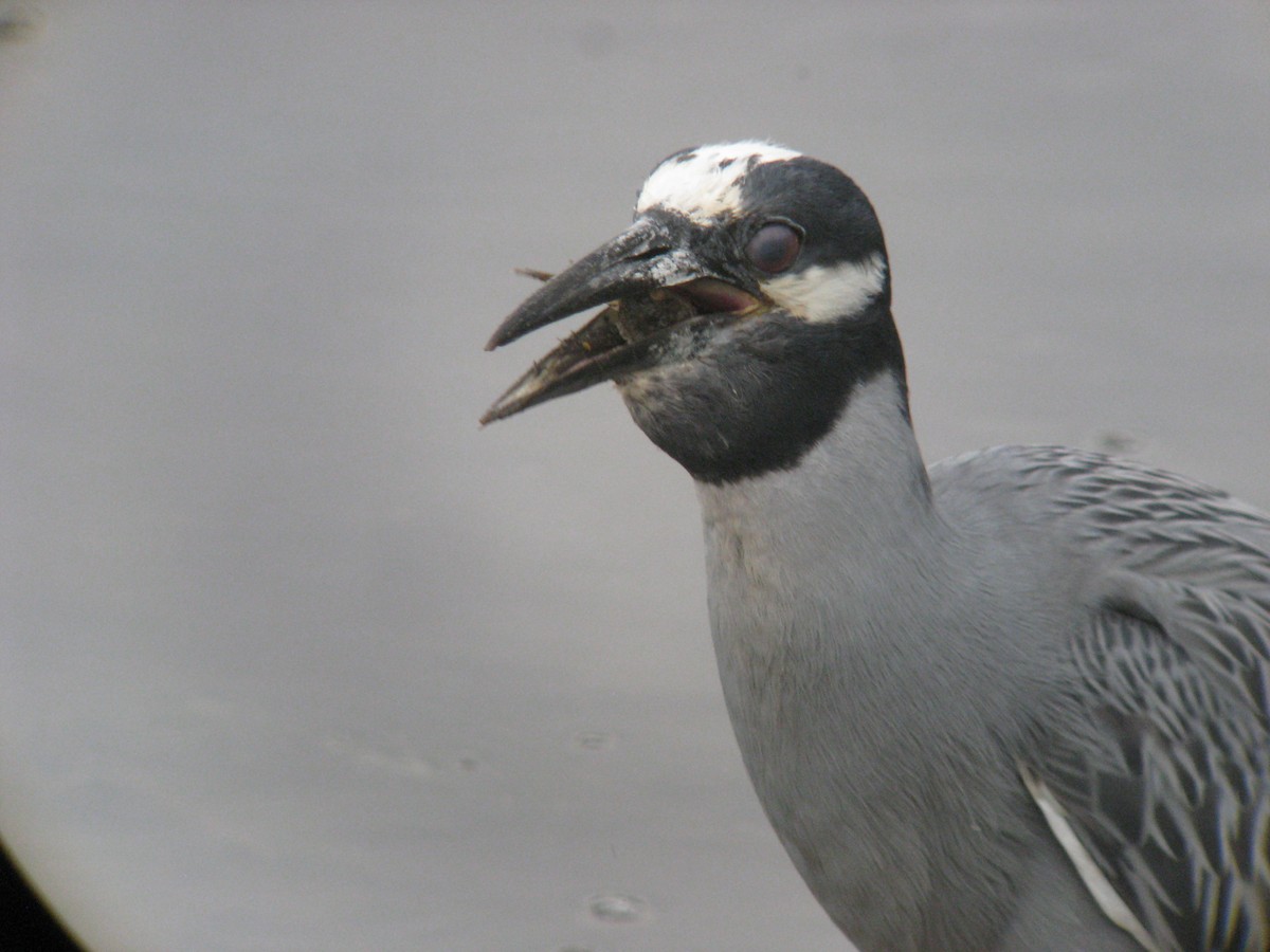 Yellow-crowned Night Heron - ML635200769