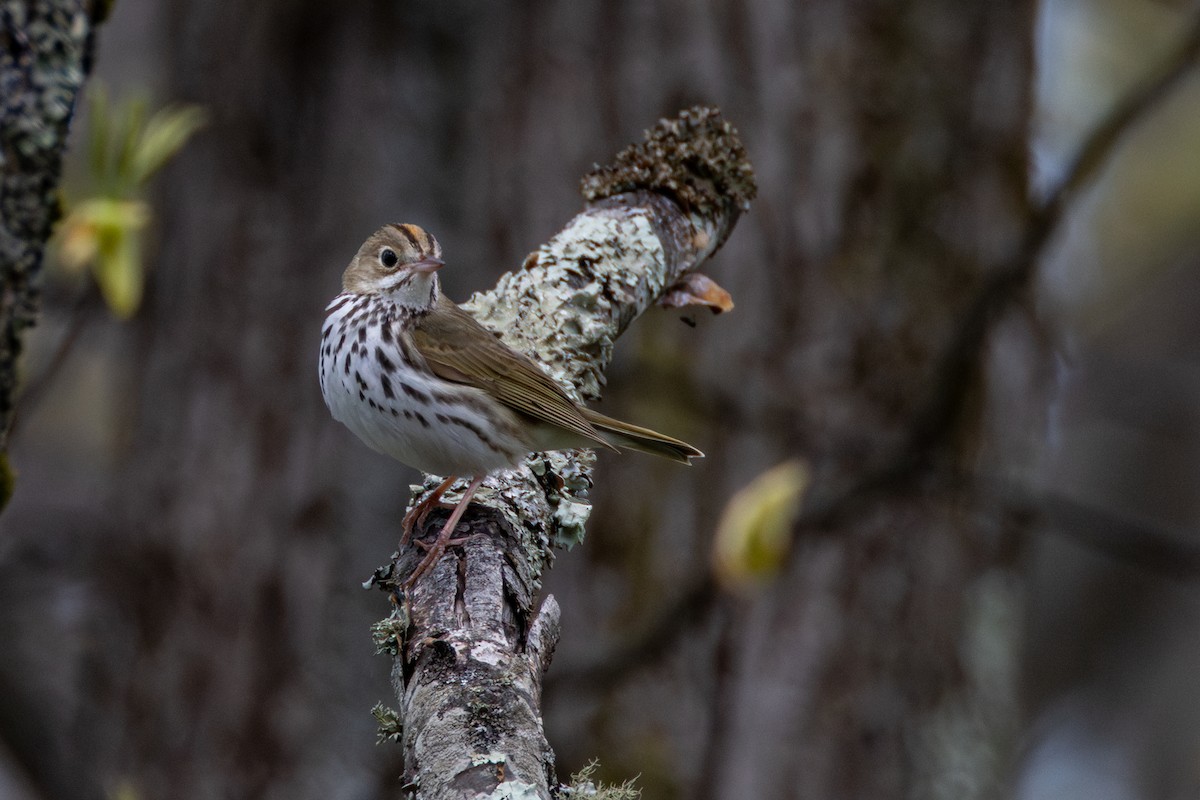 Ovenbird - ML635200773