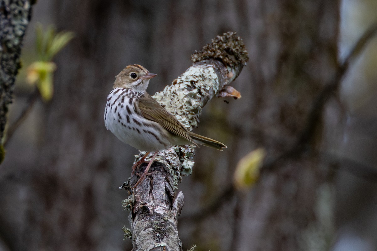 Ovenbird - ML635200774