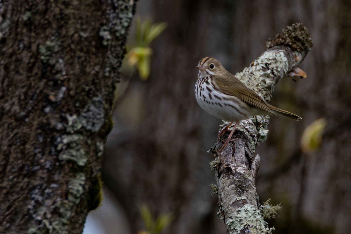 Ovenbird - ML635200775